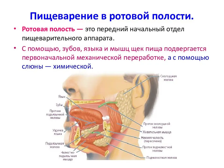 Околоушная железа является железой. Слюнные железы биология 8 класс. Пищеварительная система человека ротовая полость слюнные железы. Процесс пищеварения в ротовой полости. Пищеварение в ротовой полости физиология.