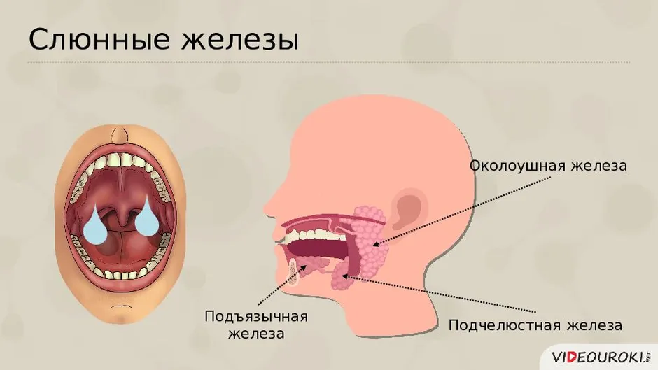 Где находятся слюнные железы у человека схема