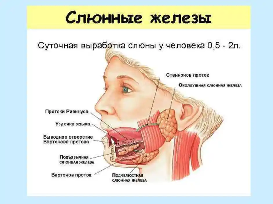 Здоровая слюна человека. Слюнные железы анатомия схема у человека. Слбнные жеоезы располобение. Слюнные железы расположение. Слюнная железа где находится.