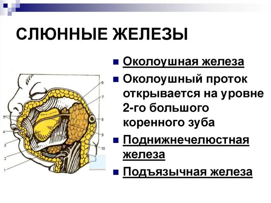 Где находится слюнная железа у человека рисунок