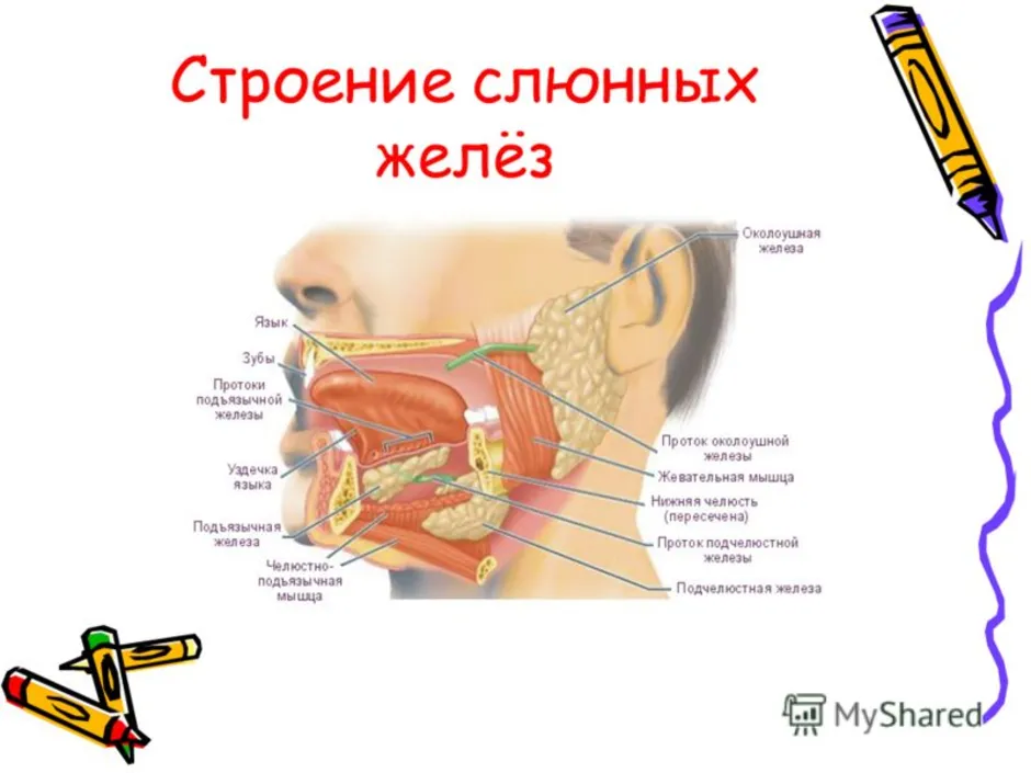 Где находятся слюнные железы у человека схема расположения у женщин