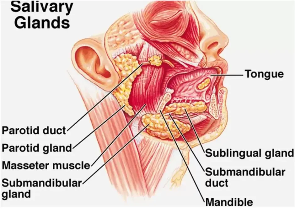 Слюнные железы где находятся у человека схема расположения женщин фото