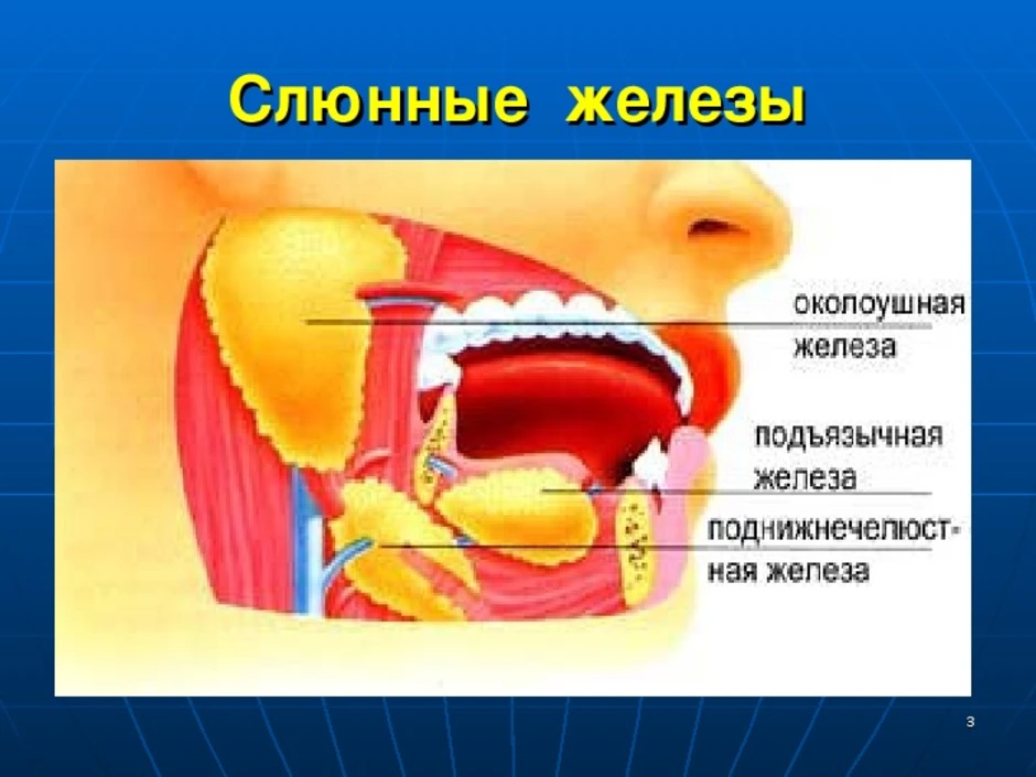 Железа ротовой полости. Слюнные железы биология 8 класс. Слюнные железы ротовой полости. Слюнные железы расположение.