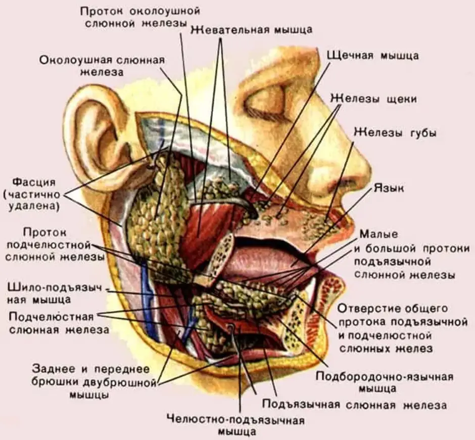 Мягкое тело щеки. Большие и малые слюнные железы строение. Анатомия протока подчелюстной слюнной железы. Схема строения слюнных желез. Расположение слюнных желез у человека схема.