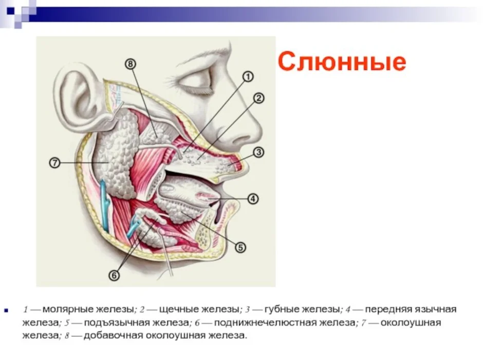 Слюнная железа. Слюнные железы анатомия схема.