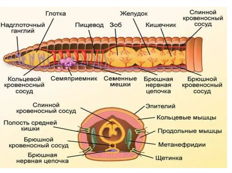 Внешнее строение дождевого червя 8 класс. Строение малощетинковых червей червей. Строение малощетинковых кольчатых червей. Внешнее строение малощетинковых червей. Внутреннее строение кольчатых червей.