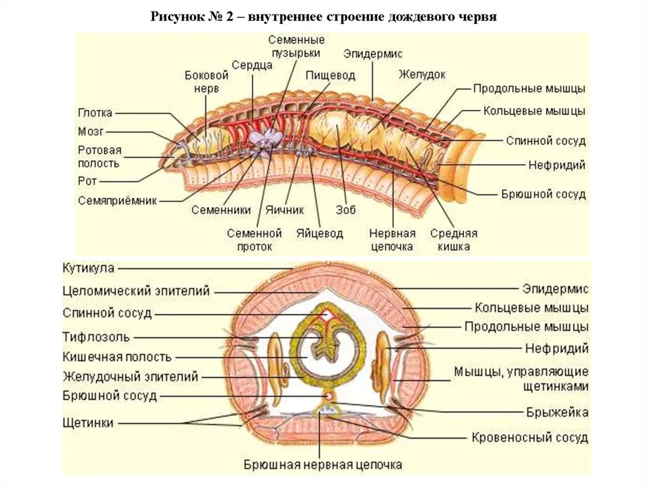 Строение дождевого червя рисунок