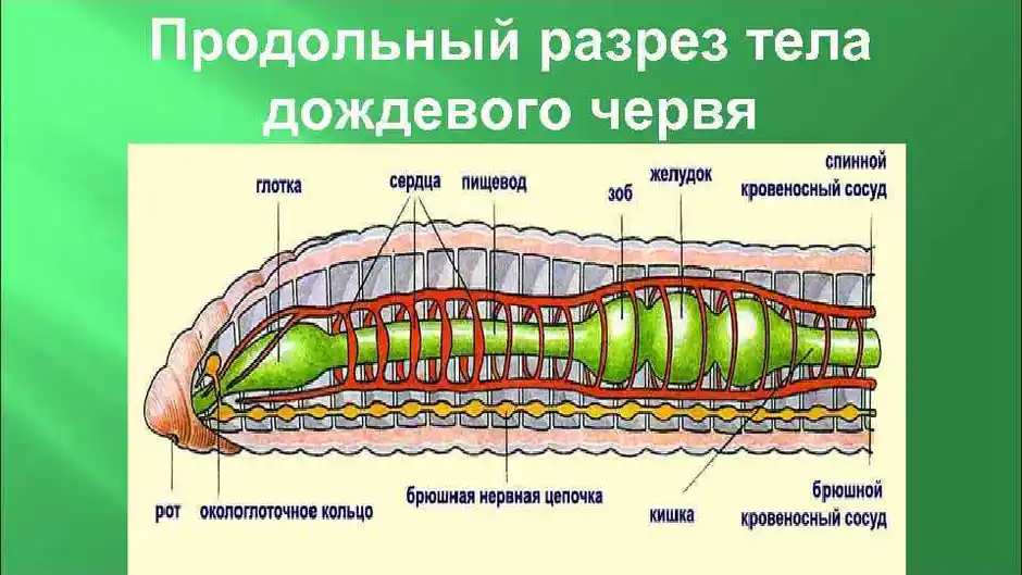 Найди системы органов дождевого червя на рисунке якласс