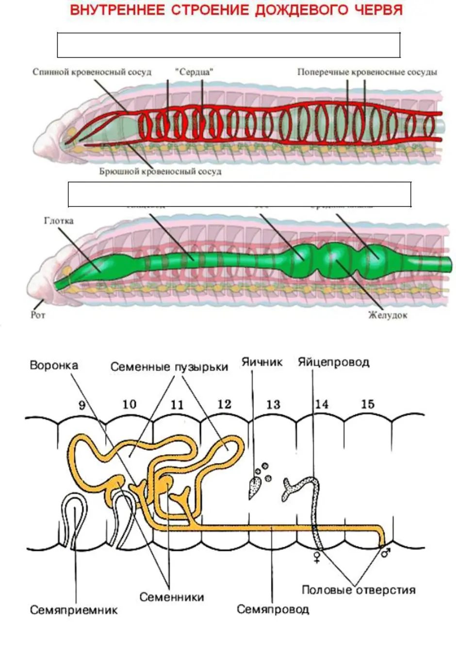 Строение пищеварительной системы червя. Строение половой системы дождевого червя. Внутреннее строение дождевого червя системы органов. Системы дождевого червя таблица. Кольчатый червь строение половой системы.