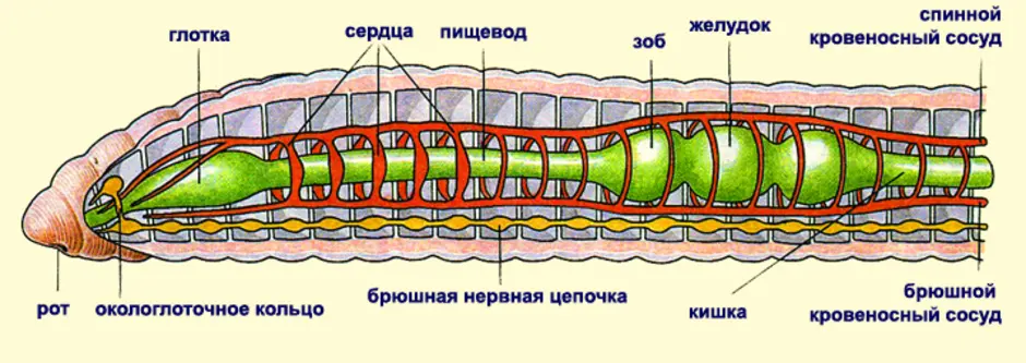 Строение пищеварительной системы червя. Внутренне строение кольчатого червя. Строение типа кольчатых червей. Схема внутреннего строения дождевого червя. Внешнее строение кольчатого червя.