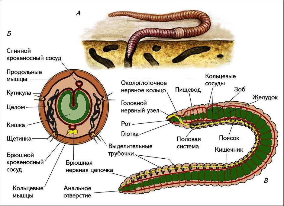 Найди системы органов дождевого червя на рисунке якласс