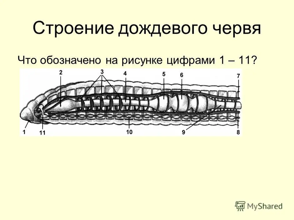 Крокодил спинной мозг дождевой червь. Анатомия кольчатых червей. Строение кольчатых червей. Внутреннее строение дождевого червя. Кольчатые черви строение.