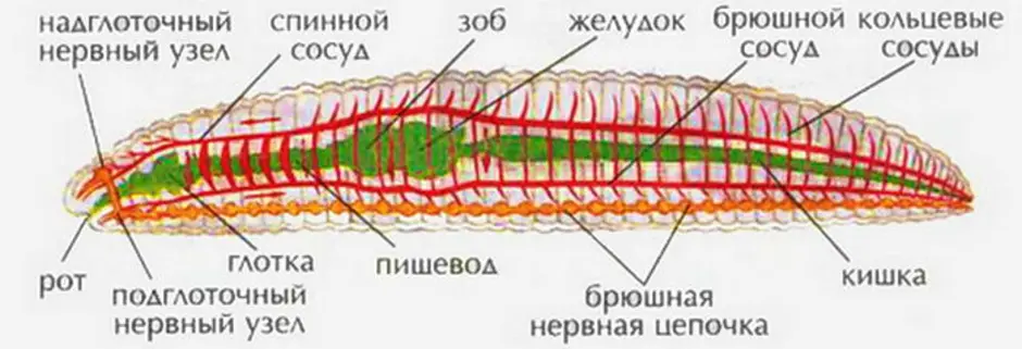 Какая система органов дождевого червя выделена на рисунке темным цветом