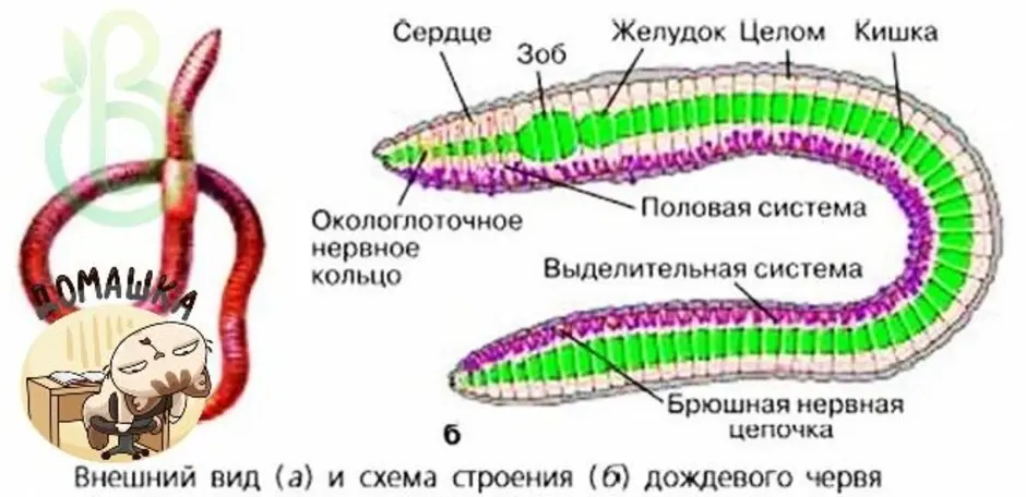 Слои кольчатых червей. Внешний вид и схема строения дождевого червя. Схема кольчецы кольчатые черви. Схема внутреннего строения дождевого червя. Схема строения кольчатых червей 7 класс.