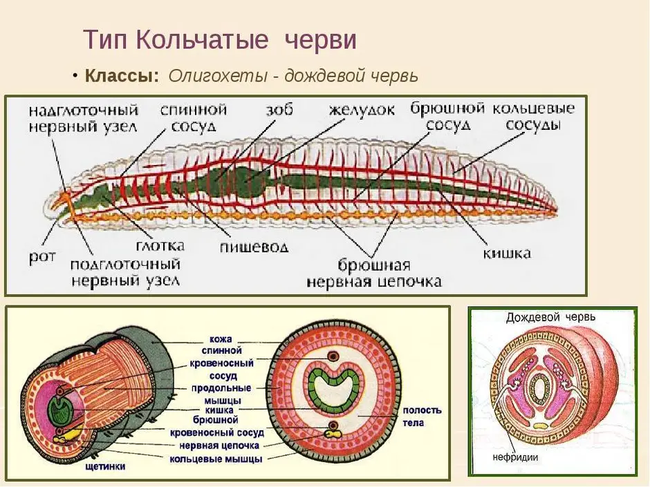 Эволюция червей схема