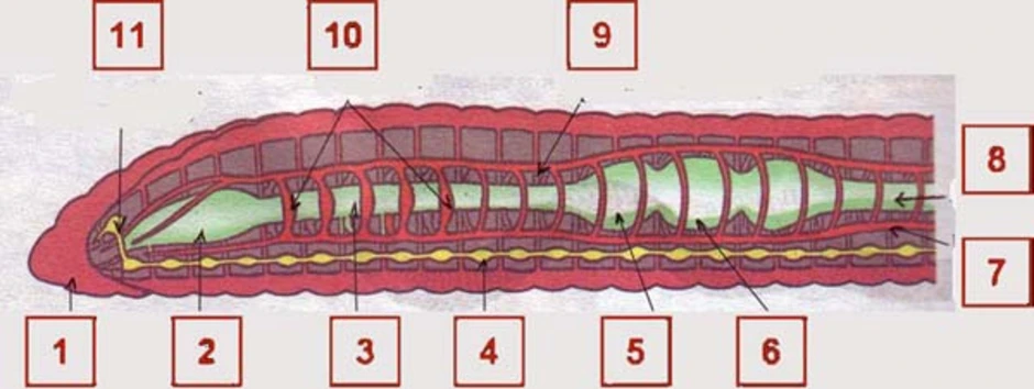 Найди системы органов дождевого червя на рисунке якласс