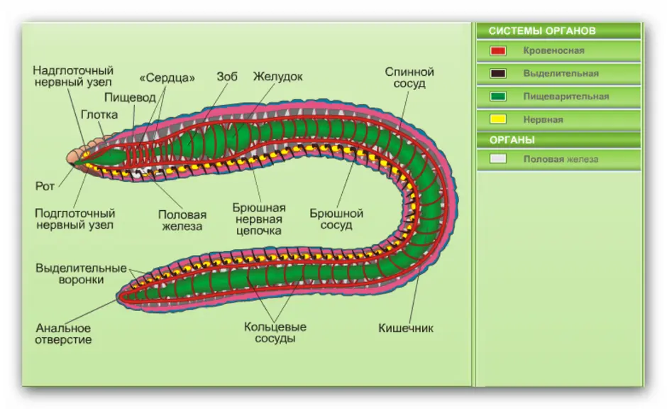 Рисунок система органов червя