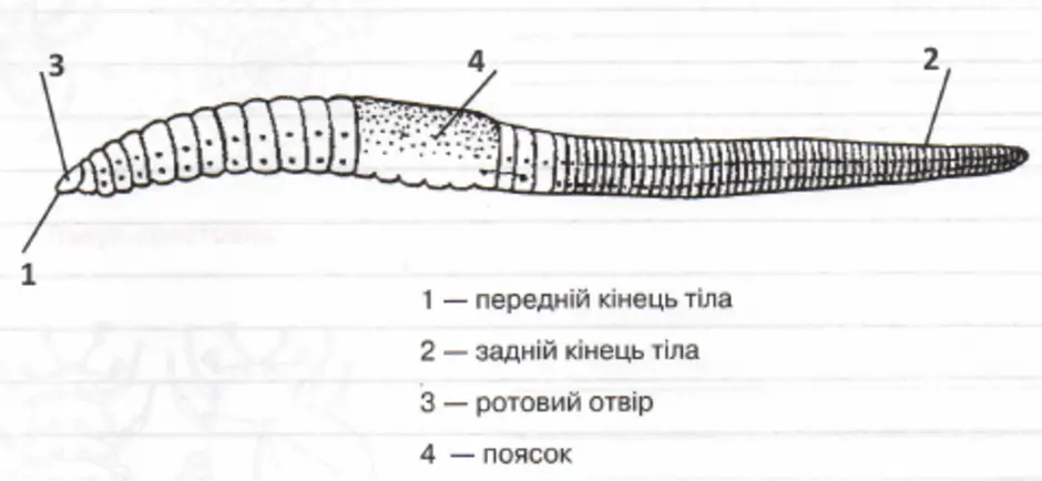 Передний и задний конец червя. Внешнее строение дождевого червя рисунок. Строение дождевого червя рисунок. Внешнее строение тела дождевого червя. Внешнее строение дождевого червя рисунок с подписями.