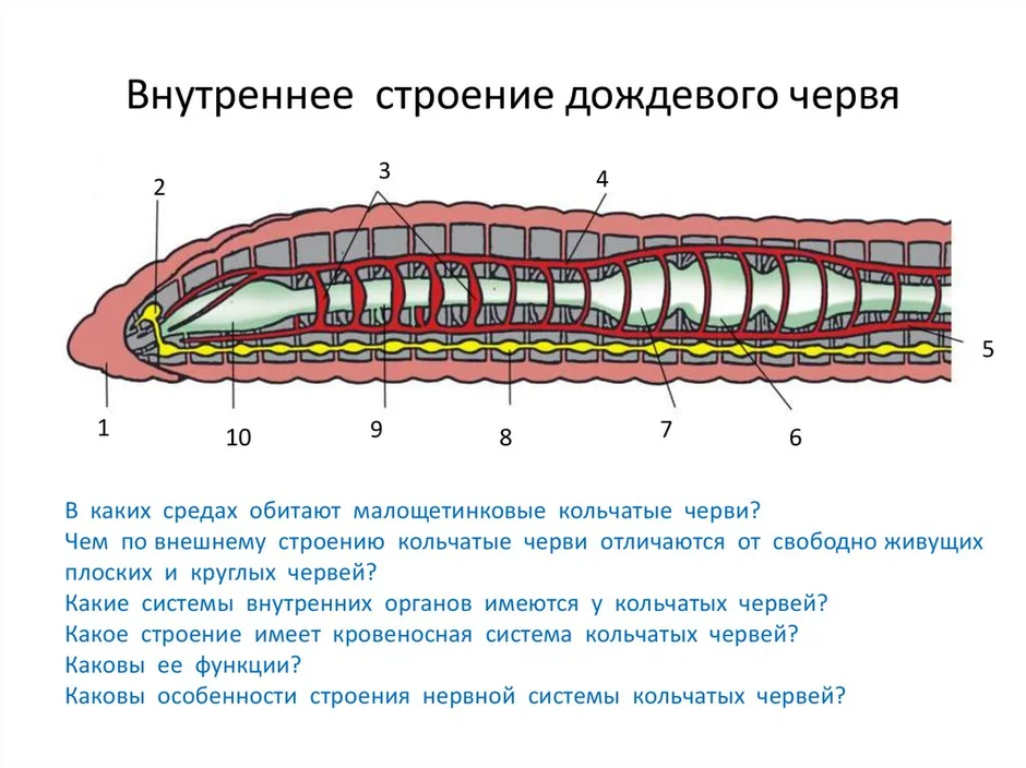 Строение дождевого червя рисунок с подписями