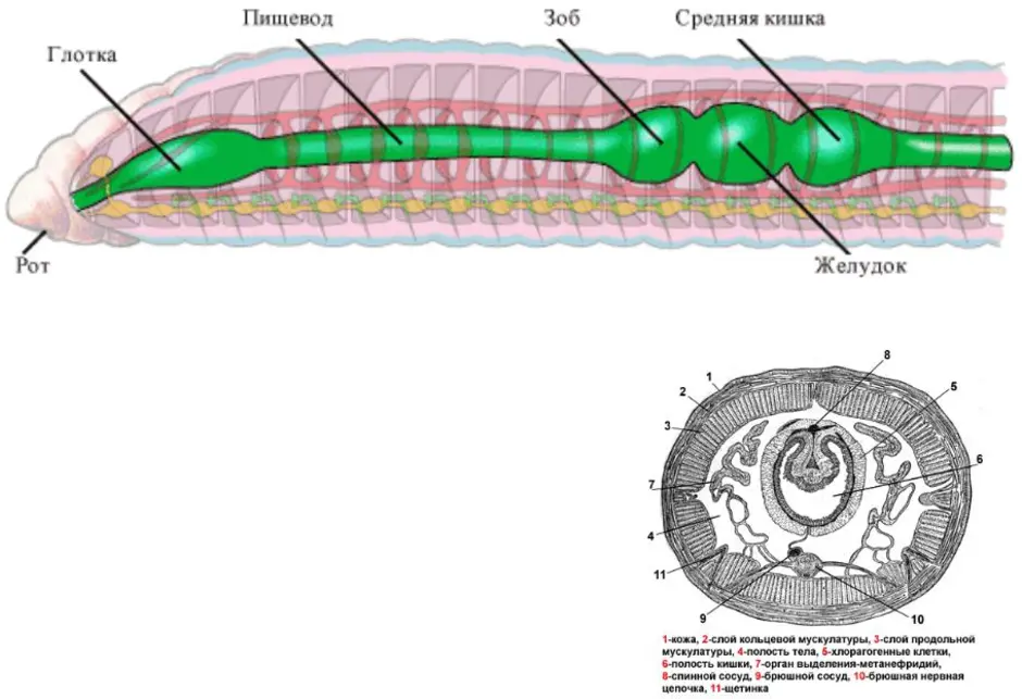 Сегмент дождевого червя. Внутреннее строение кольчатых червей схема. Малощетинковые черви строение. Строение кольчатого червя 7 класс биология. Строение дождевых червей схема.