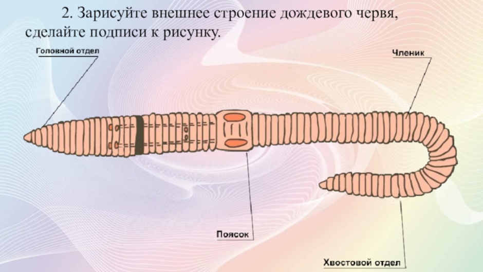 Тело червей разделено на. Малощетинковые черви строение. Кольчатые черви наружная сегментация. Кольчатые черви внешнее строение. Внешнее строение дождевого червя.