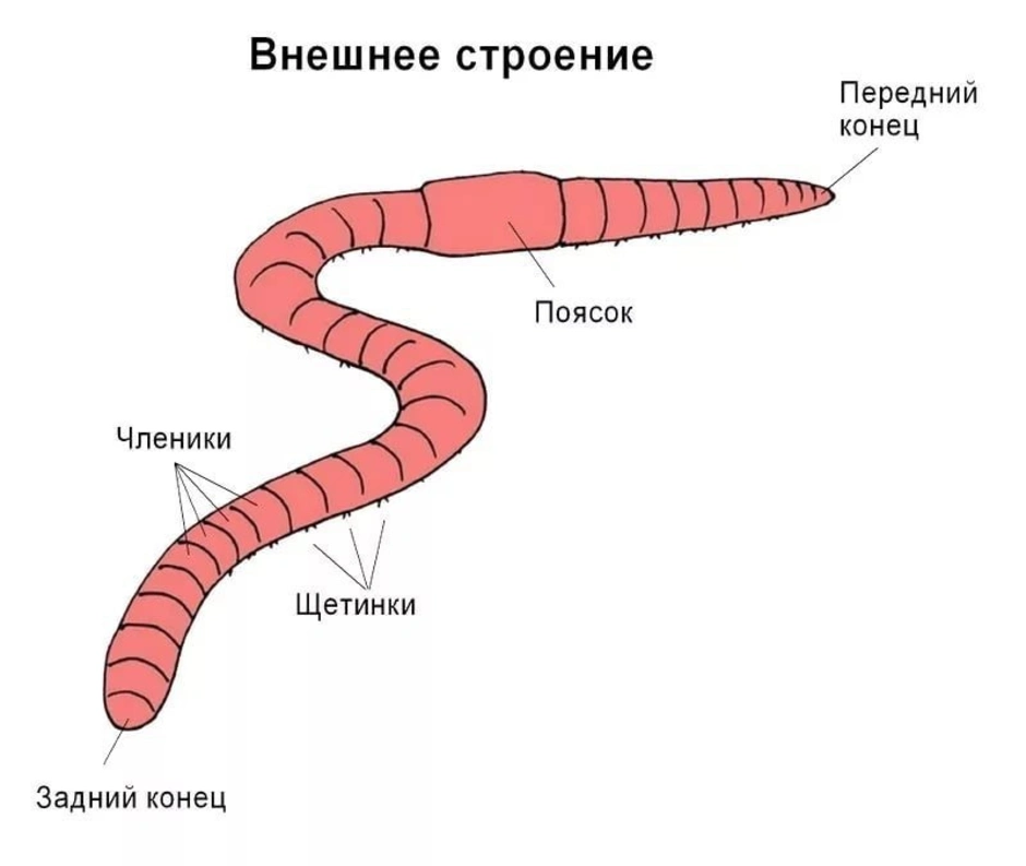 Какая система органов дождевого червя выделена на рисунке темным цветом