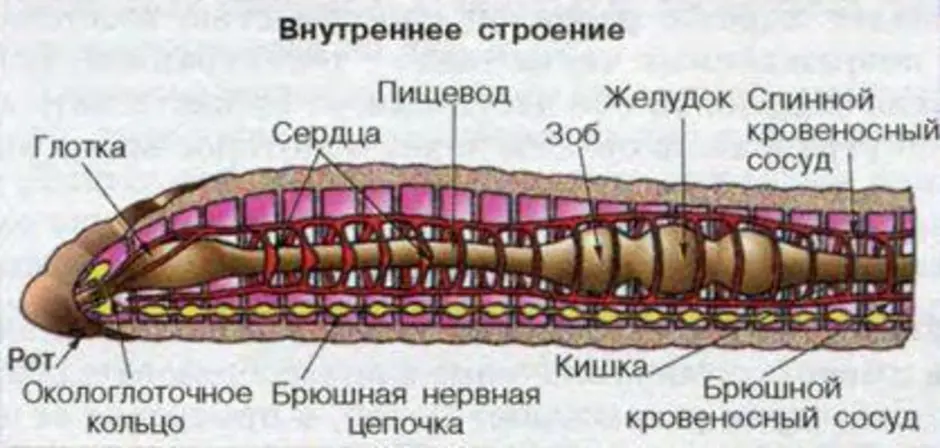 Передний и задний конец червя. Внутреннее строение кольчатых червей схема. Малощетинковые черви строение. Кольчатые черви внутреннее строение. Внутреннее строение кольчатого червя 7 класс биология.