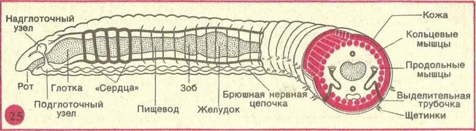 Слои кольчатых червей. Малощетинковые черви строение. Строение малощитинковыхчервей. Строение малощетинковых червей. Строение тела кольчатого червя.