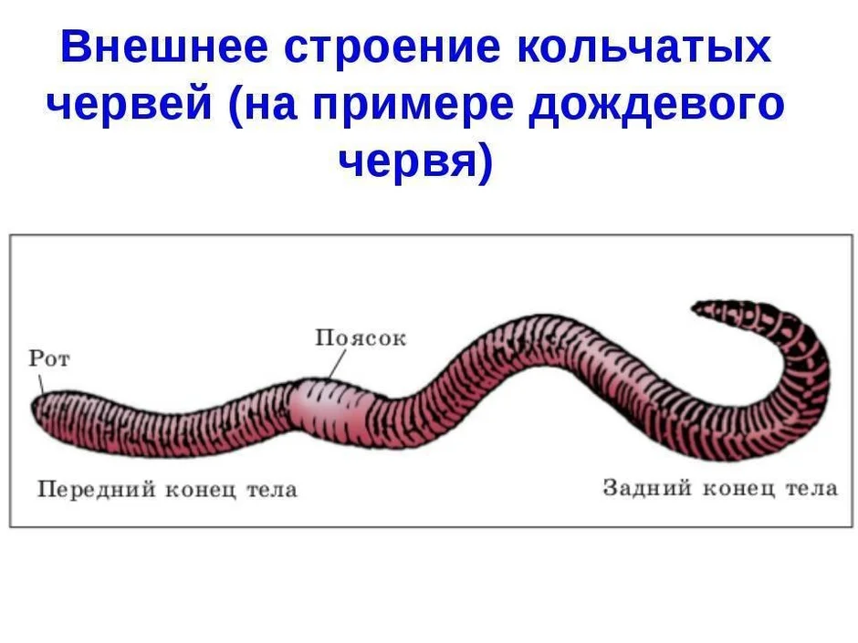 Какая из перечисленных систем органов отсутствует у представленного на рисунке животного червь