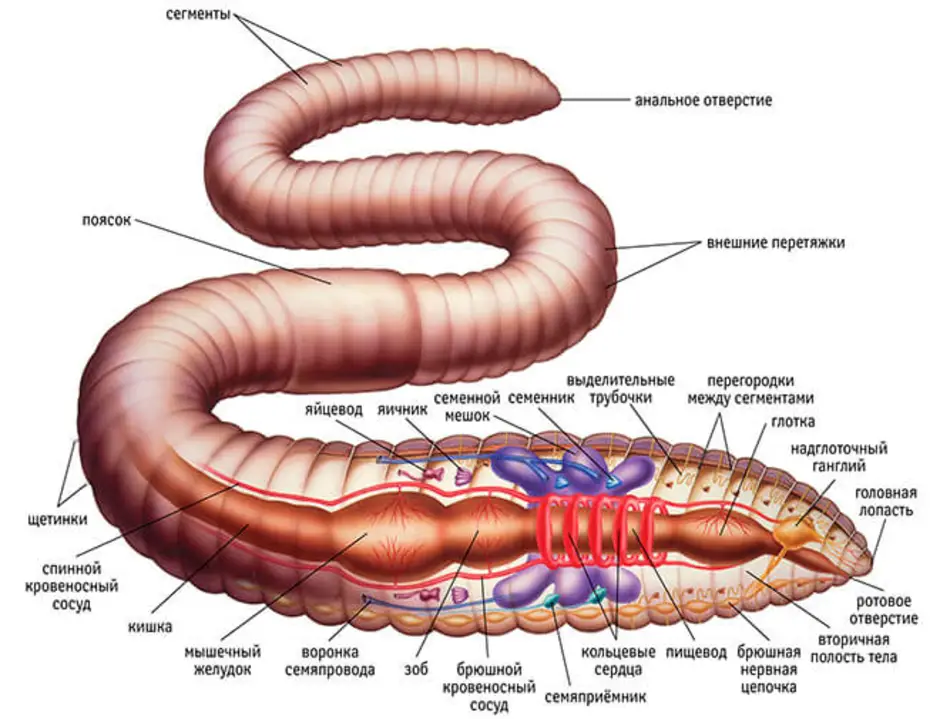 Строение дождевого червя рисунок с подписями