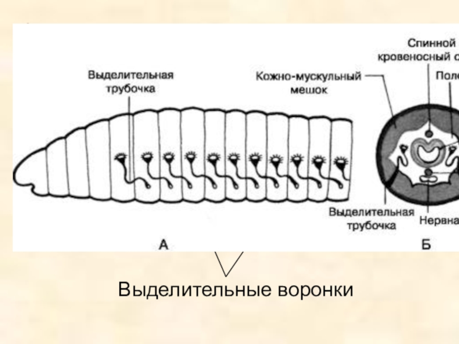 Органы выделительной системы червя. Кольчатые черви строение выделительная система. Кольчатые черви строение. Выделительная система дождевого червя. Строение выделительной системы дождевого червя рисунок.
