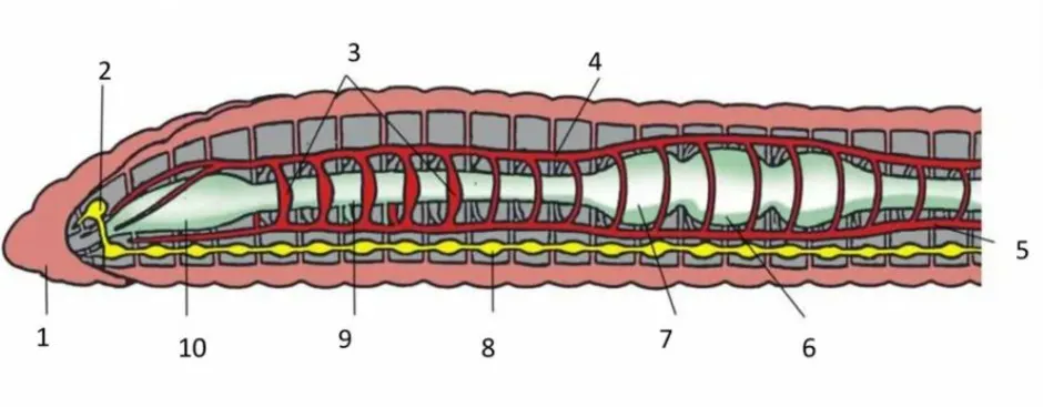 Внутреннее строение дождевого червя рисунок без подписей