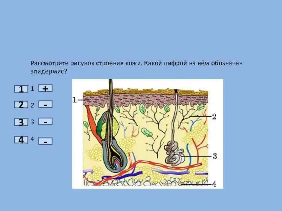 Строение кожи рисунок с цифрами