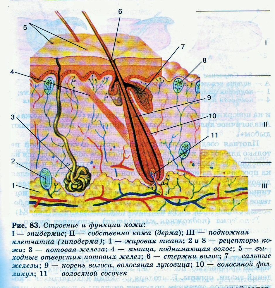 Рисунок биология 8 класс