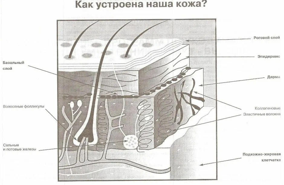 Образование кожи рисунок