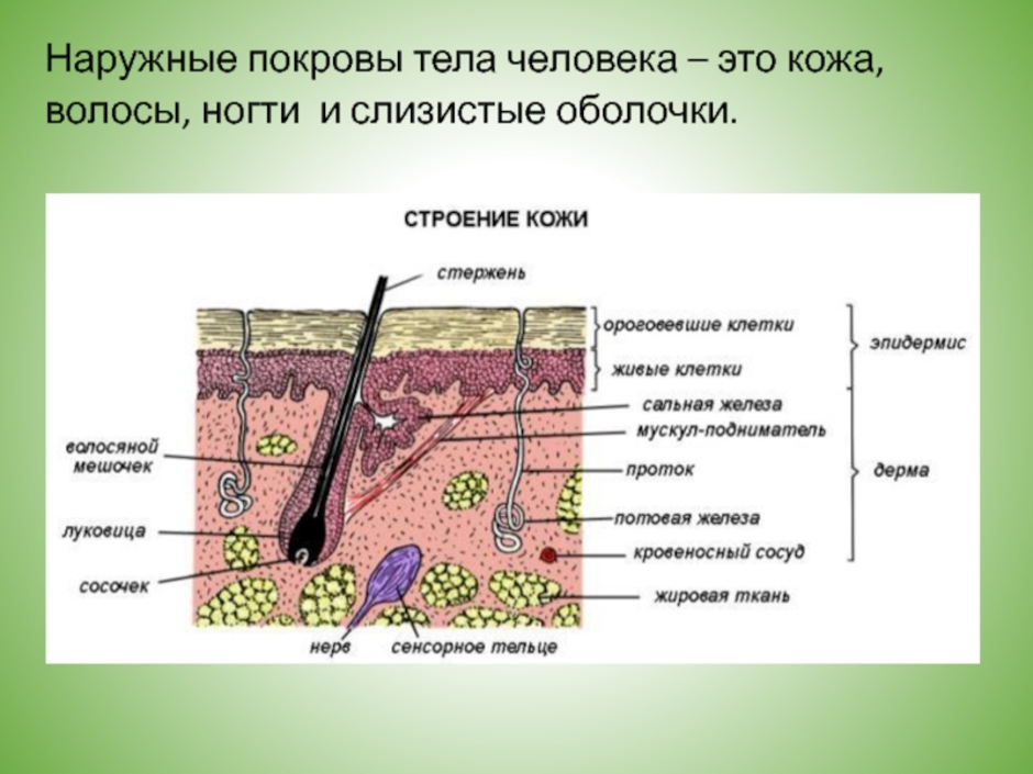 Конспект покровы тела строение и функции кожи