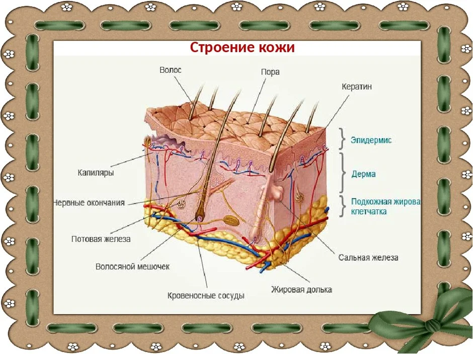 Слои кожи рисунок с подписями