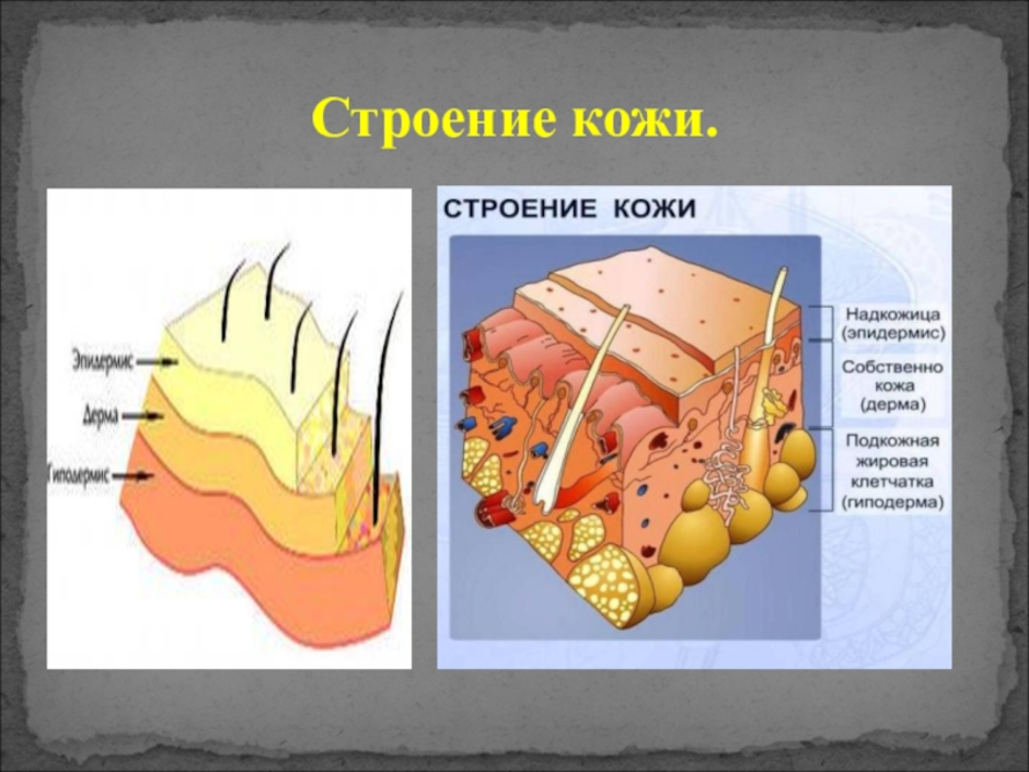 Кожа анатомия человека презентация