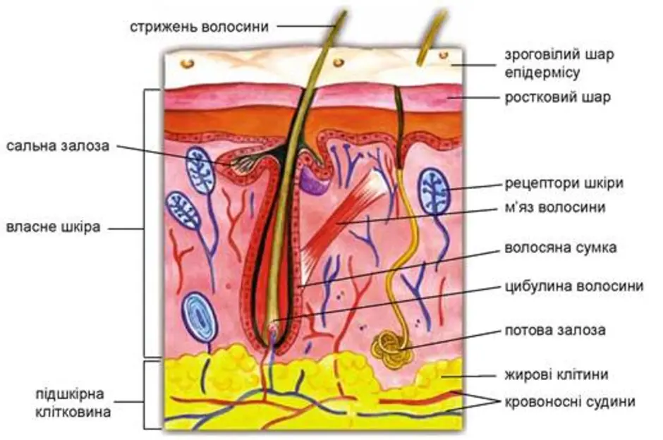 Строение кожи черно белый рисунок