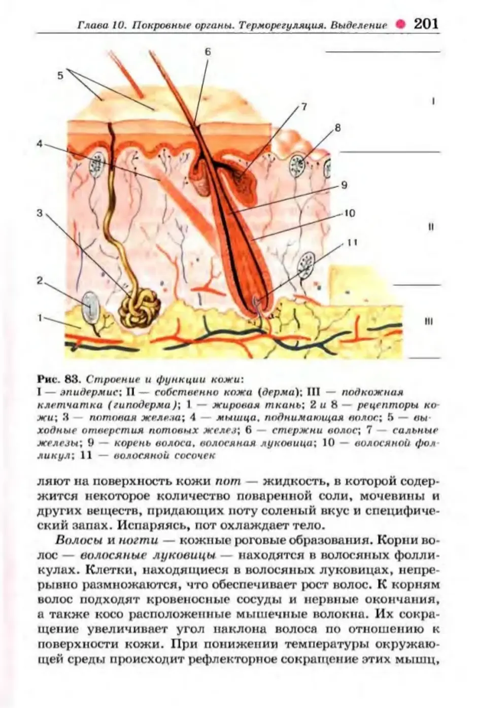 Рисунок по биологии строение кожи 8 класс