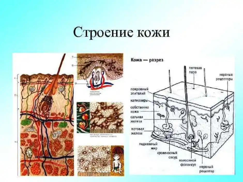 Функции кожи животного. Строение кожи рис 71. Строение кожи у детей Афо. Особенности строения кожи у детей. Строение кожи человека схема.