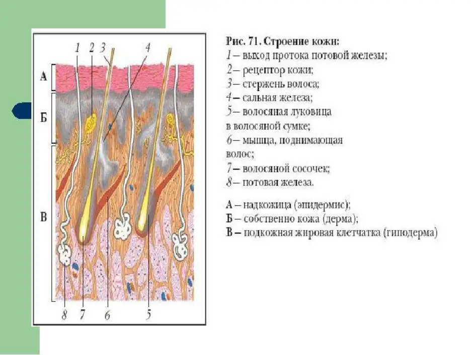 Строение кожи рисунок 71