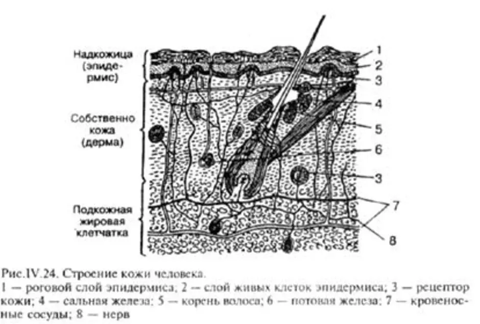 Какую функцию выполняет структура кожи обозначенная на рисунке под буквой а