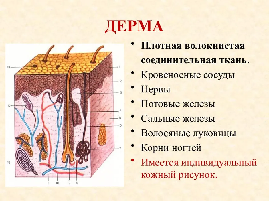 Назовите слои кожи человека обозначенные на рисунке буквами а и в укажите функции