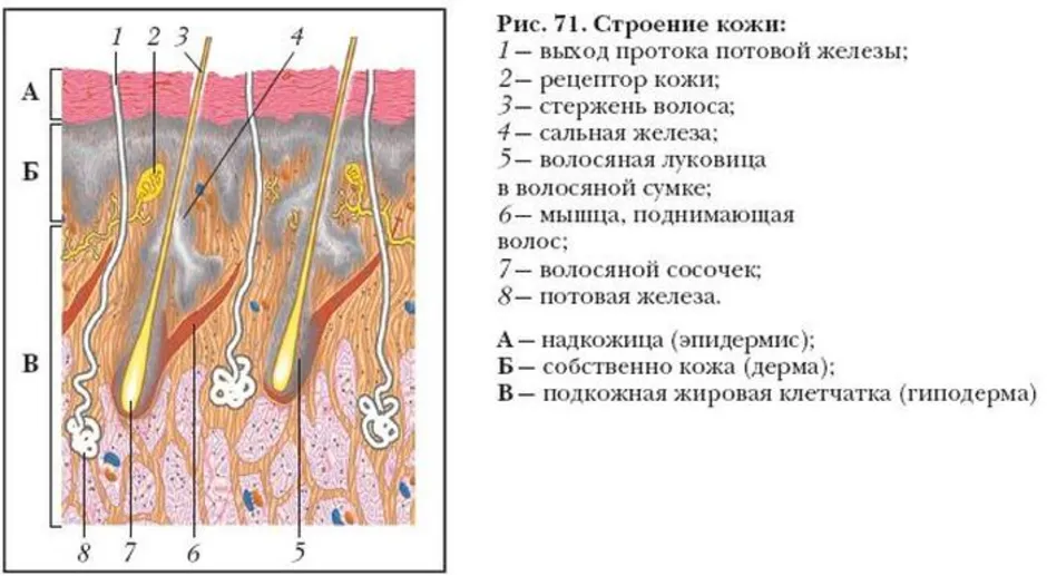 Строение кожи млекопитающего рисунок 186 биология 7 класс