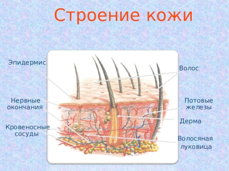 Эпидермис волос