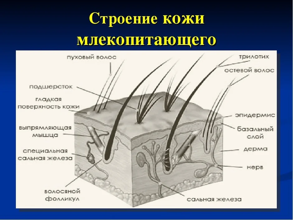 Элементы кожи рисунок с подписями