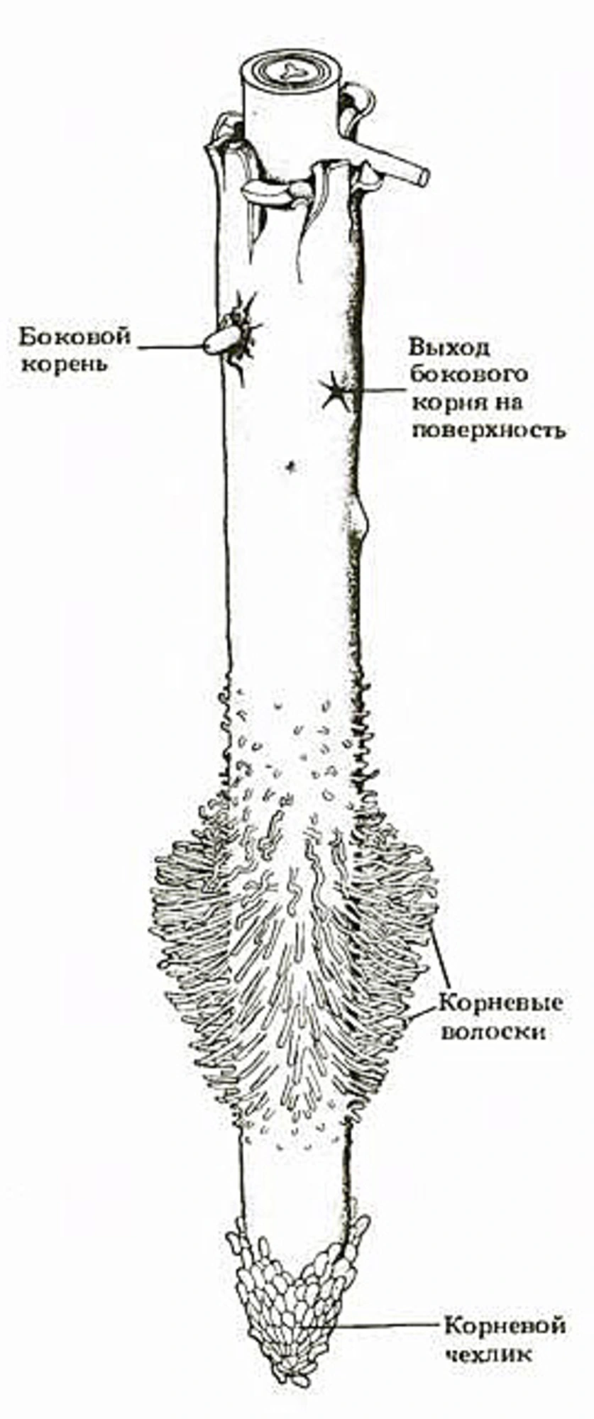 Рисунок корня растения с подписями