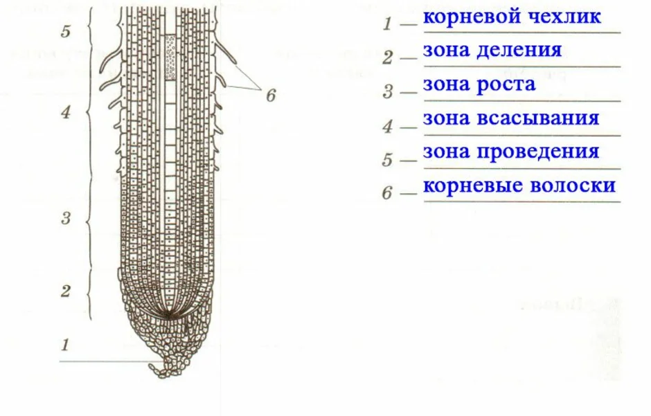 Строение корня рисунок без подписей