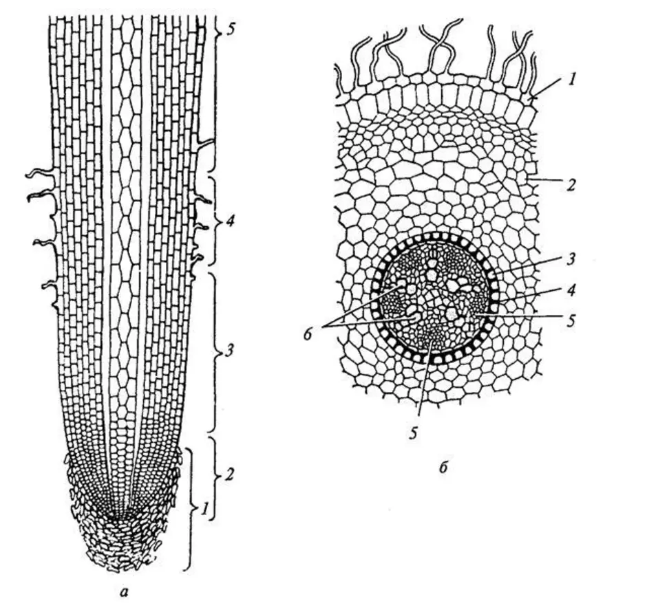На рисунке изображено микроскопическое строение корня в какой из зон был сделан срез